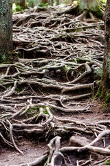 Carpathian tree forest in summer