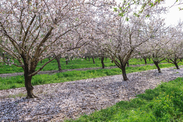 Flowered almond trees. Blooming orchard trees.
