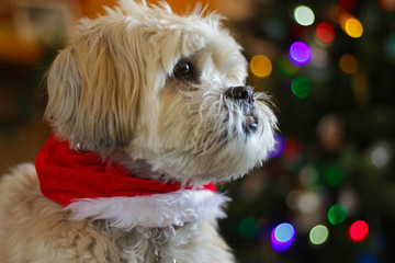 Cute Dog with Christmas Collar and Christmas Tree in Background