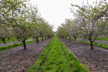 Fototapeta na wymiar Flowered almond trees. Blooming orchard trees.