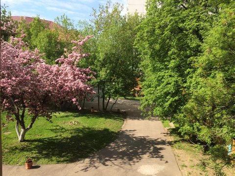 View from the open window on the road and blooming pink Sakura. Photo from mobile phone Sunny may morning 2016 in Moscow. Spring Moscow courtyard