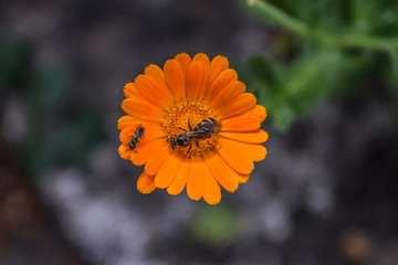 Orange flower