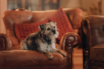mixed breed dog lying down on a sofa indoors