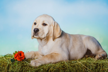 Labrador puppy