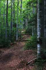 Path in the Carpathian forest