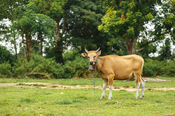 Naklejka na ściany i meble Portrait of a tropical light Asian cow grazes on green grass.