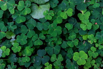 clover in the Carpathian forest