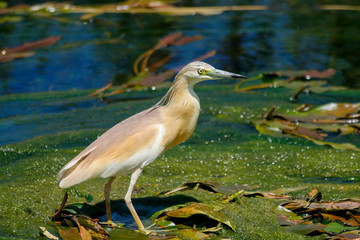 fishing Ardeola ralloides in Antalya