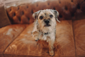 mixed breed dog giving paw indoors on a sofa