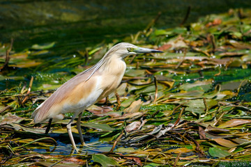 fishing Ardeola ralloides in Antalya