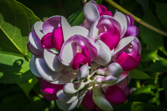 Gorgeous flower with a beautiful combination of white, fusia and pink