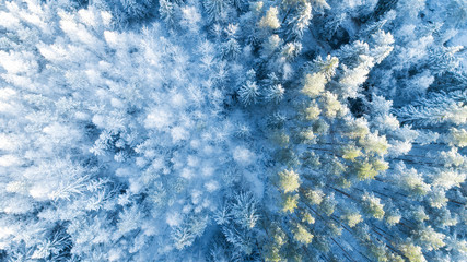 Winter forest patterns. Winter forest covered with snow aerial drone view. Winter forest background. Christmas background.