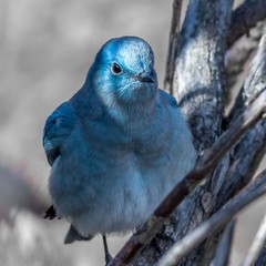 Mountain Bluebird