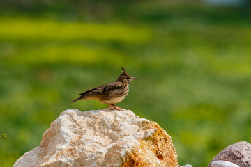 Galerida cristata perched on rockin Turkey