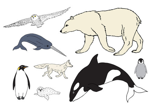 Vector set bundle of colored hand drawn doodle sketch polar north animals isolated on white background