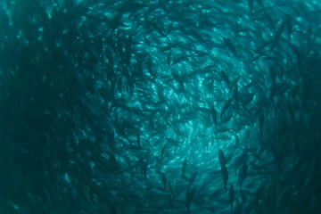 flock of fish inside the fish farm, breeding commercial fish in