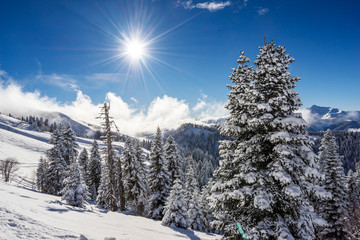 Fototapeta na wymiar Amazing landscape with pine trees covered with snow on background blue sky after snowfall on ski resort of the Caucasus mountains