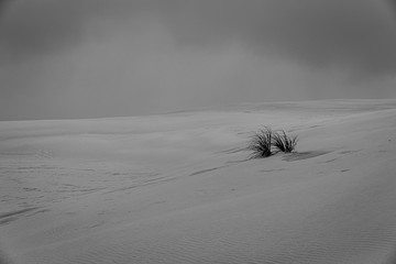 Te Paki Dunes Monochrome