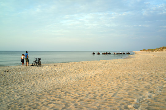 Baltic sea, Poland: July, 2018: horses on the beach near Stilo and Kopalino, 20 km from Leba,
