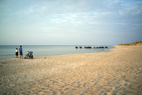 Baltic sea, Poland: July, 2018: horses on the beach near Stilo and Kopalino, 20 km from Leba,