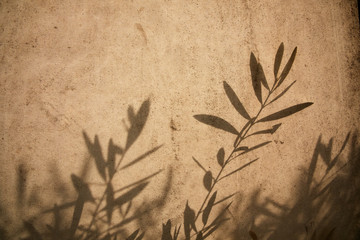 olive tree leaves shadows on the brown background