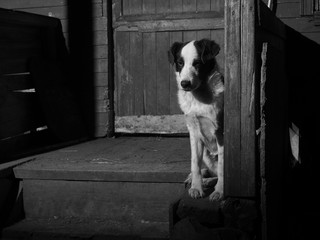 Fototapeta na wymiar An abandoned dog on the threshold of an old house.