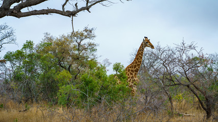 giraffes in kruger national park, mpumalanga, south africa 1