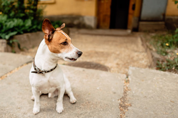 Jack Russell Terrier in park outdoors, beautiful dog outdoors