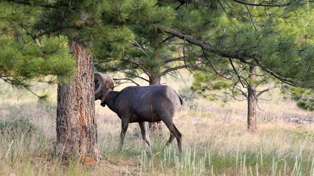 Canyon Rim Trail and one wild animal in Flaming Gorge Utah National Park, bighorn sheep grazing under tree with gps