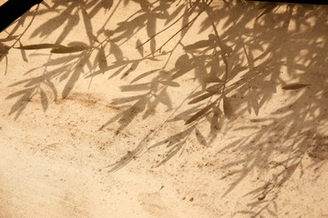 olive tree leaves shadows on the brown background