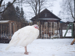Very frozen bird Turkey under the snow in the village