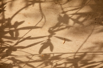 olive tree leaves shadows on the brown background