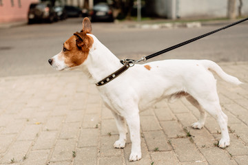 Jack Russell Terrier in park outdoors, beautiful dog outdoors