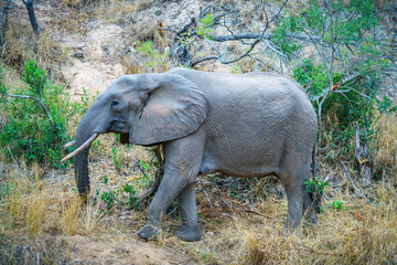 elephant in kruger national park, mpumalanga, south africa 14