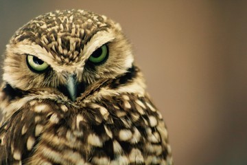 Burrowing Owl Closeup 