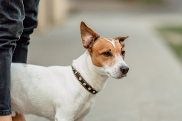 Obraz premium Jack Russell Terrier in park outdoors, beautiful dog outdoors