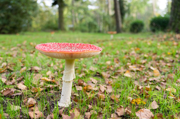 big fly agaric (Amanita muscaria). Toxic mushroom with red and white dots. Side view. Short depth of field