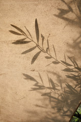 olive tree leaves shadows on the brown background