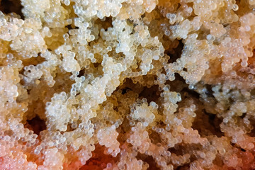 Caviar of carp. Collecting carp caviar in basin.