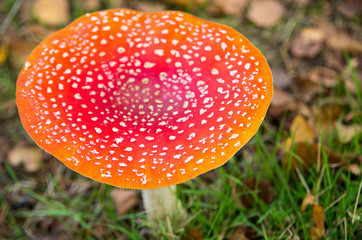 close up of single big fly agaric (Amanita muscaria). Toxic mushroom with red and white dots. Top view.