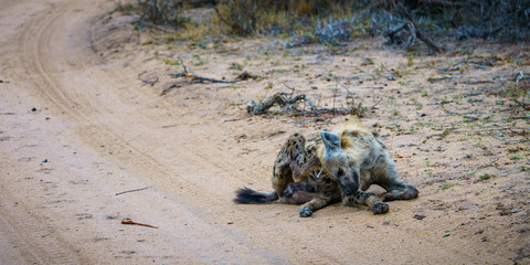 hyena in kruger national park, mpumalanga, south africa 25