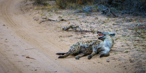 hyena in kruger national park, mpumalanga, south africa 34