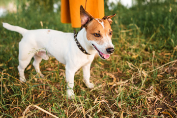 Naklejka na ściany i meble Jack Russell Terrier in park outdoors, beautiful dog outdoors
