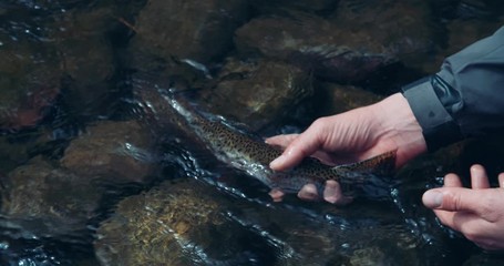Rainbow trout fish release by angler on mountain river - Powered by Adobe