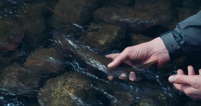 Rainbow trout fish release by angler on mountain river
