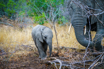 elephants with baby elephant in kruger national park, mpumalanga, south africa 3
