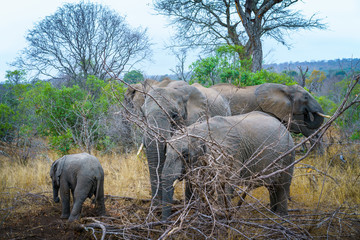 elephants with baby elephant in kruger national park, mpumalanga, south africa 8