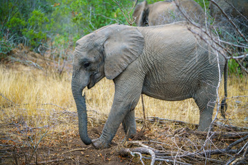 Obraz na płótnie Canvas baby elephant in kruger national park, mpumalanga, south africa 35
