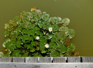 Large étendue de feuilles de nénuphar avec trois fleurs et eau verte
