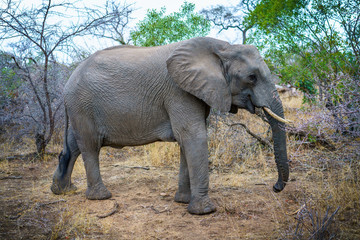 elephant in kruger national park, mpumalanga, south africa 28